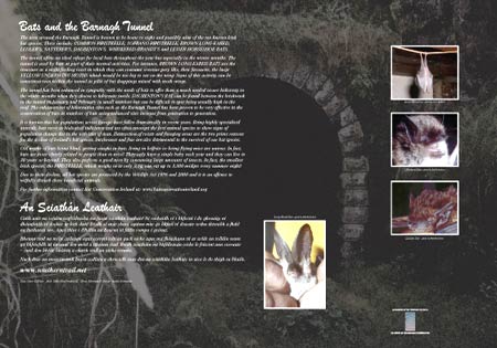 southern trail barnagh tunnel bats